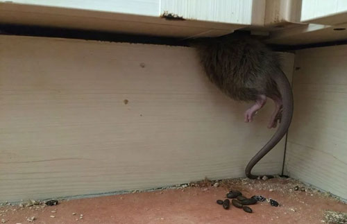 Rodent Proofing